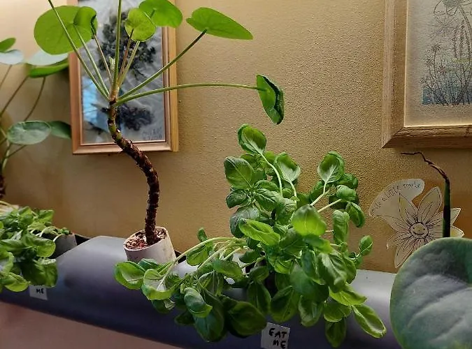 蜃景旅馆 * 塔尔图