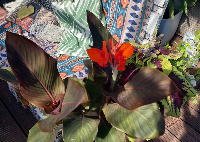 بيت شباب Looming